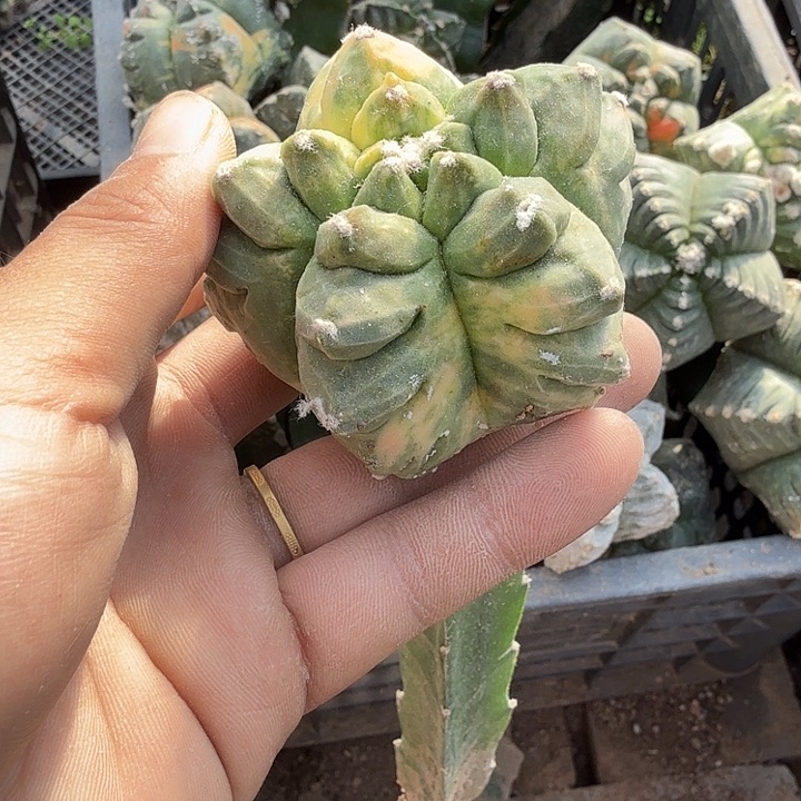 鸾凤玉锦仙人球开花