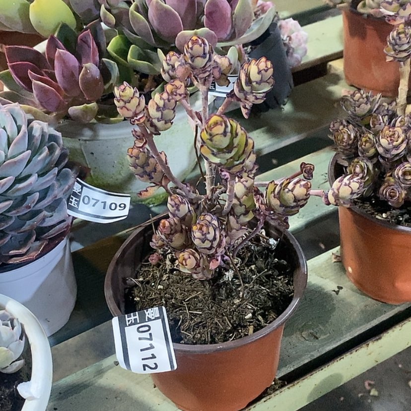 【闪购商品】锦绣牡丹07112