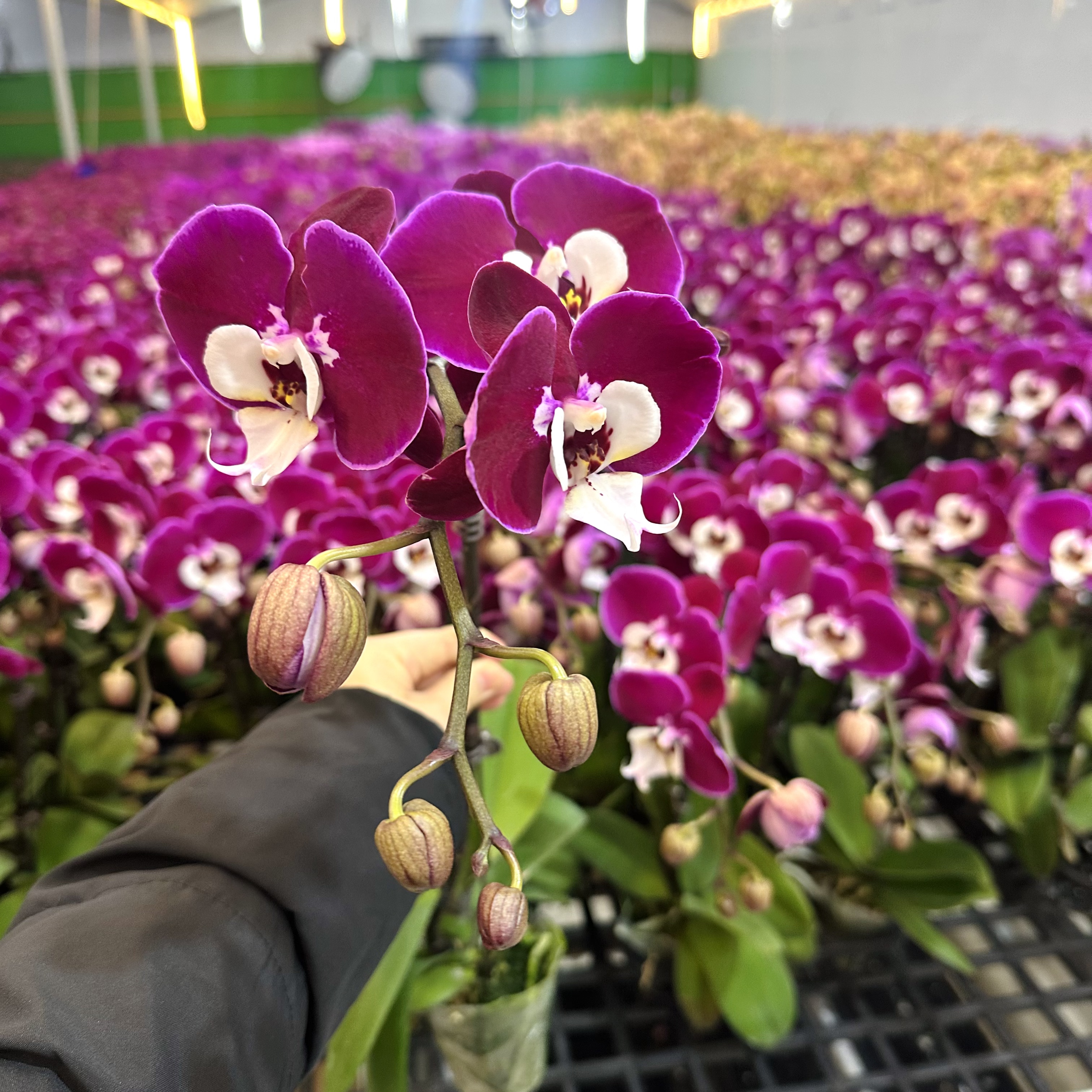 锦顺《米歇尔》紫花白心蝴蝶兰大花带花苞室内花卉四季花基地直发