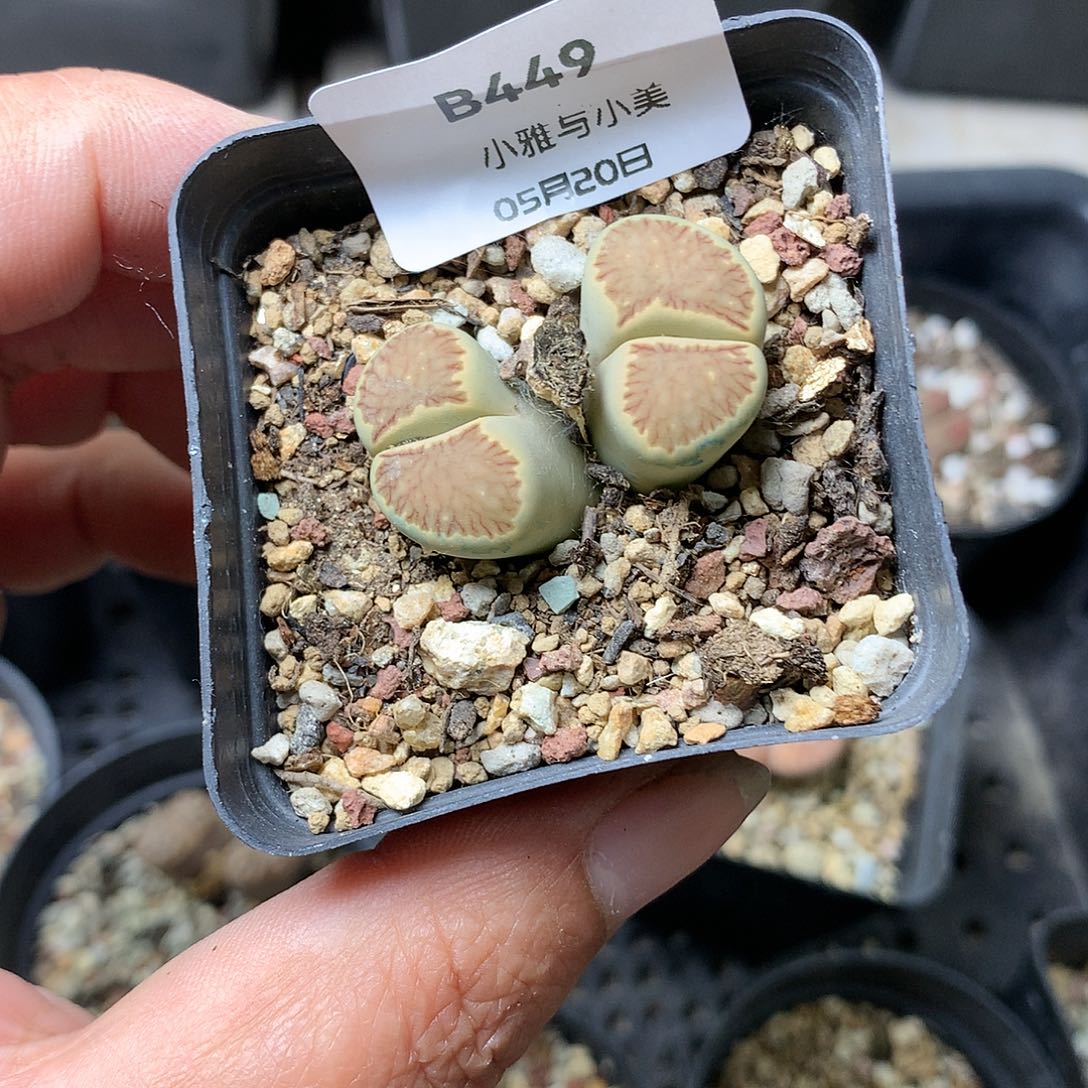 B449多肉植物保护研究所