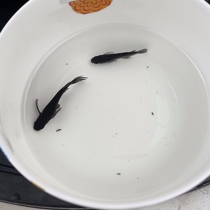 青鳉鱼松井长鳍大蛇2条18号