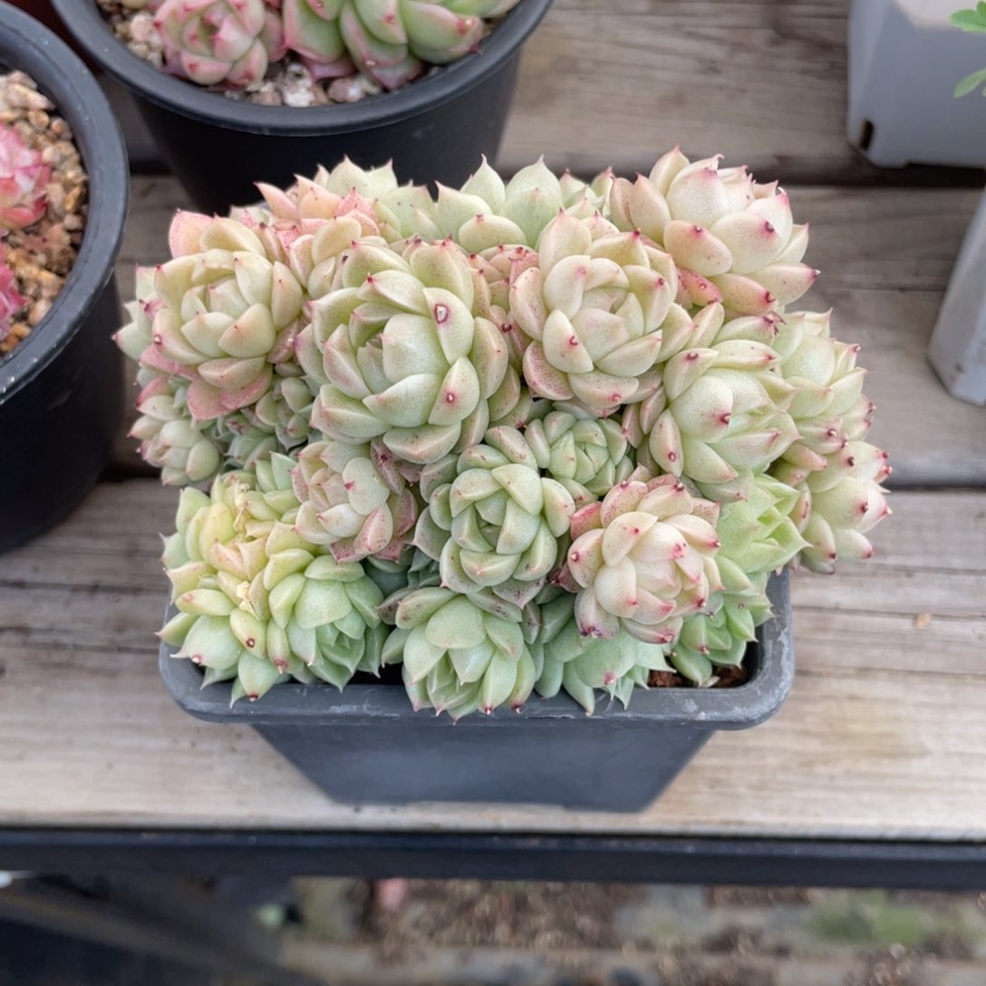 优选麦秆福利10厘米436