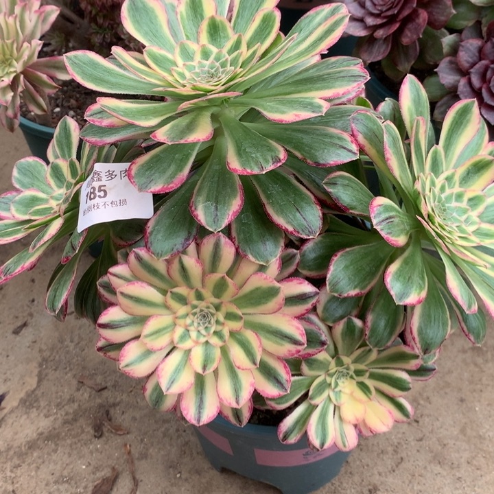 185微锦多肉植物