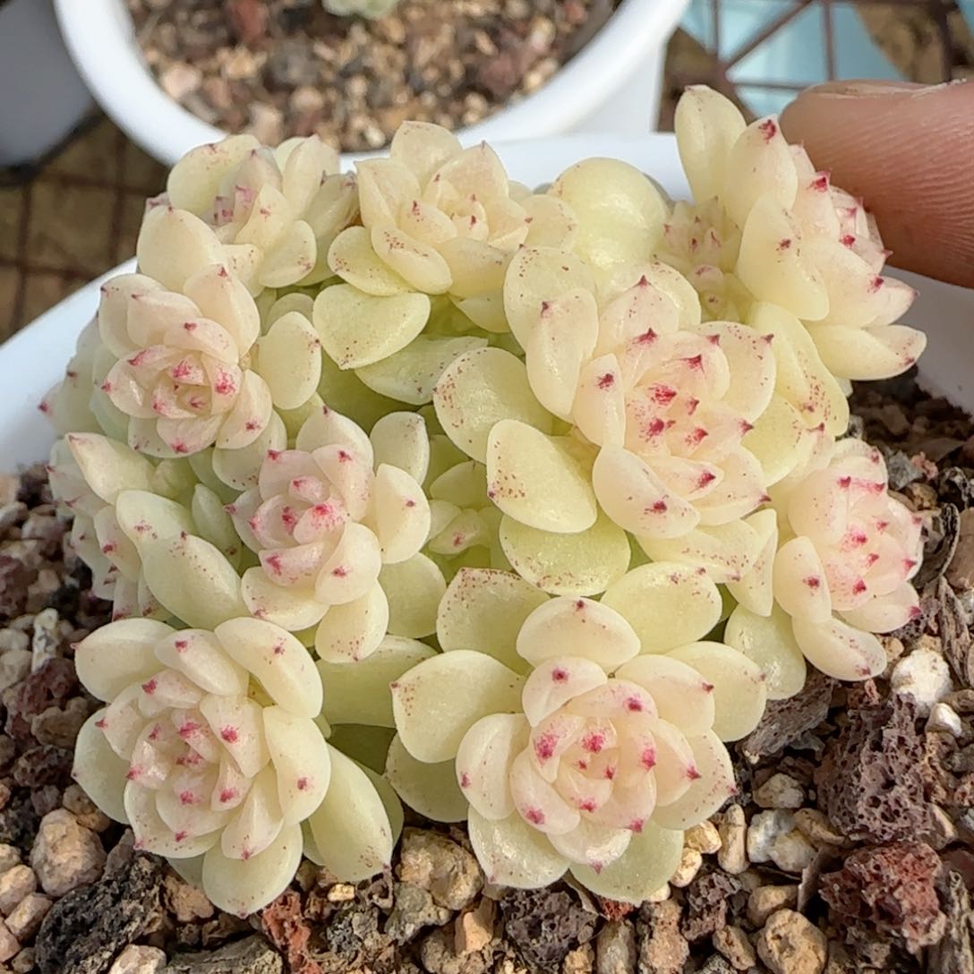 【闪购商品】0222-155（ht-56）