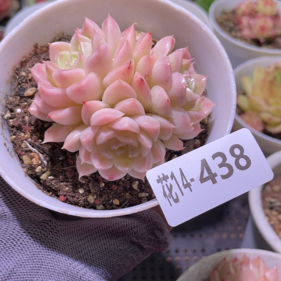 花利美14-438麦秆