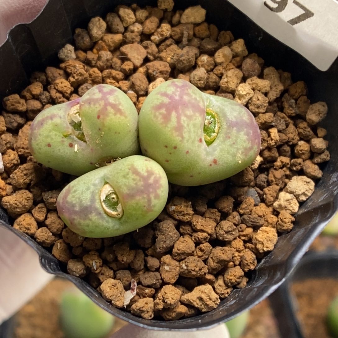 多肉植物肉锥杂交K-697 墨杂 福利