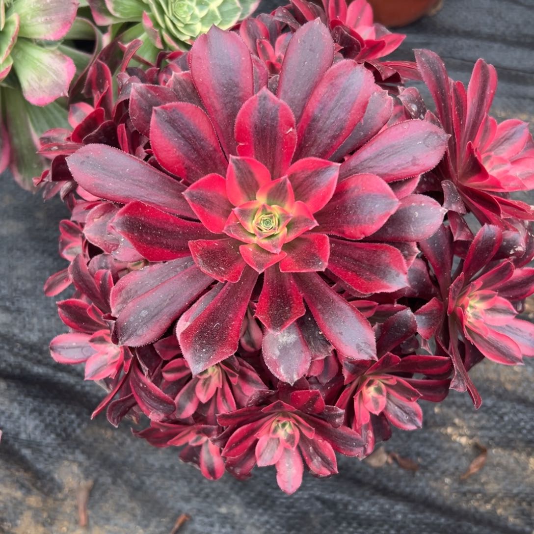 多肉植物美杜莎小颗