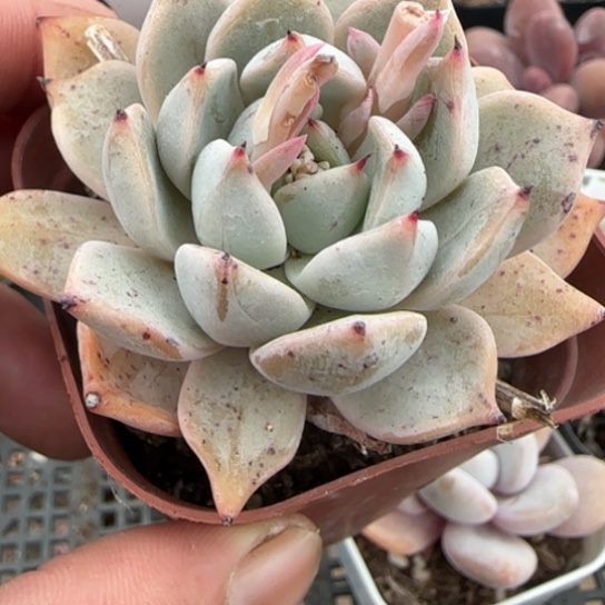 28杂一物一拍18包邮