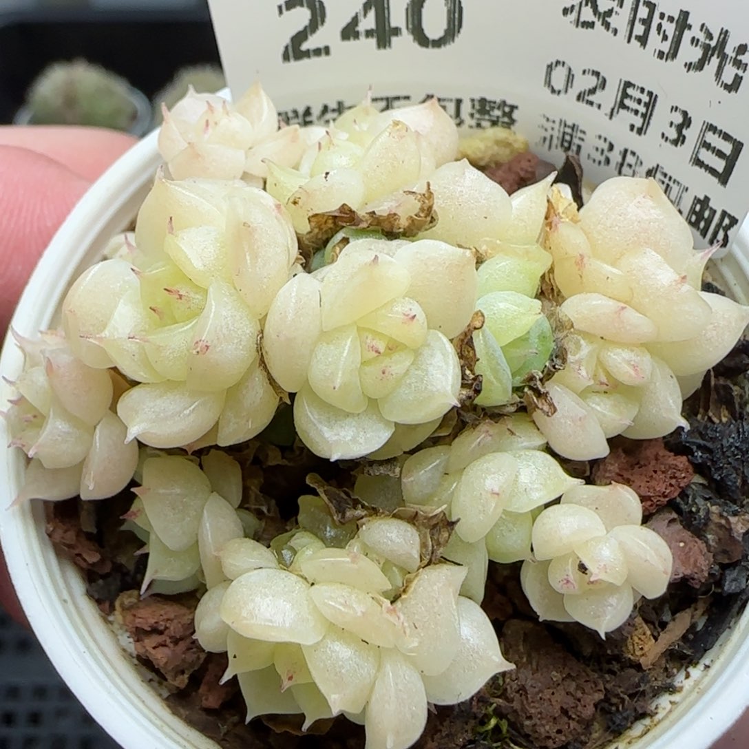 _*0203-240珠光麦秆