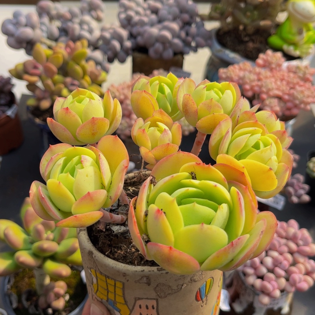 431/10cm碧桃多肉植物有砍