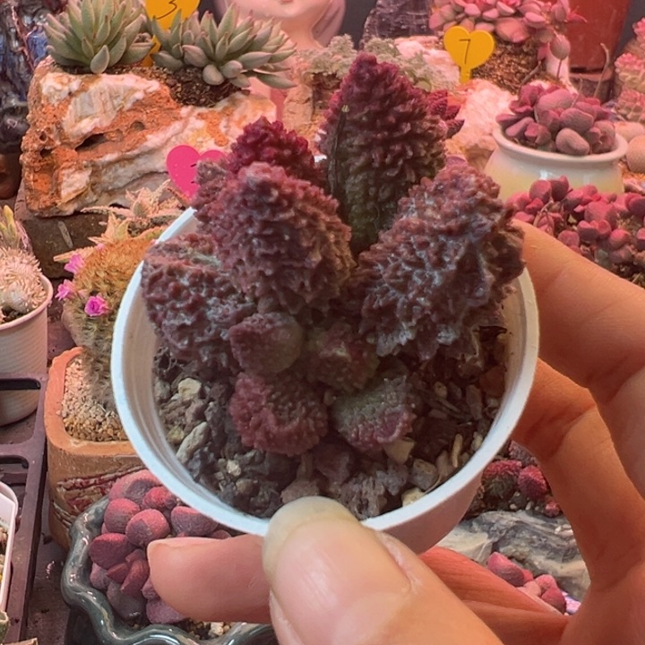 可以吗你说你不知道吗