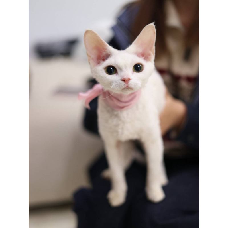 【小纯白】汤姆的梦中情猫纯白德文卷毛猫