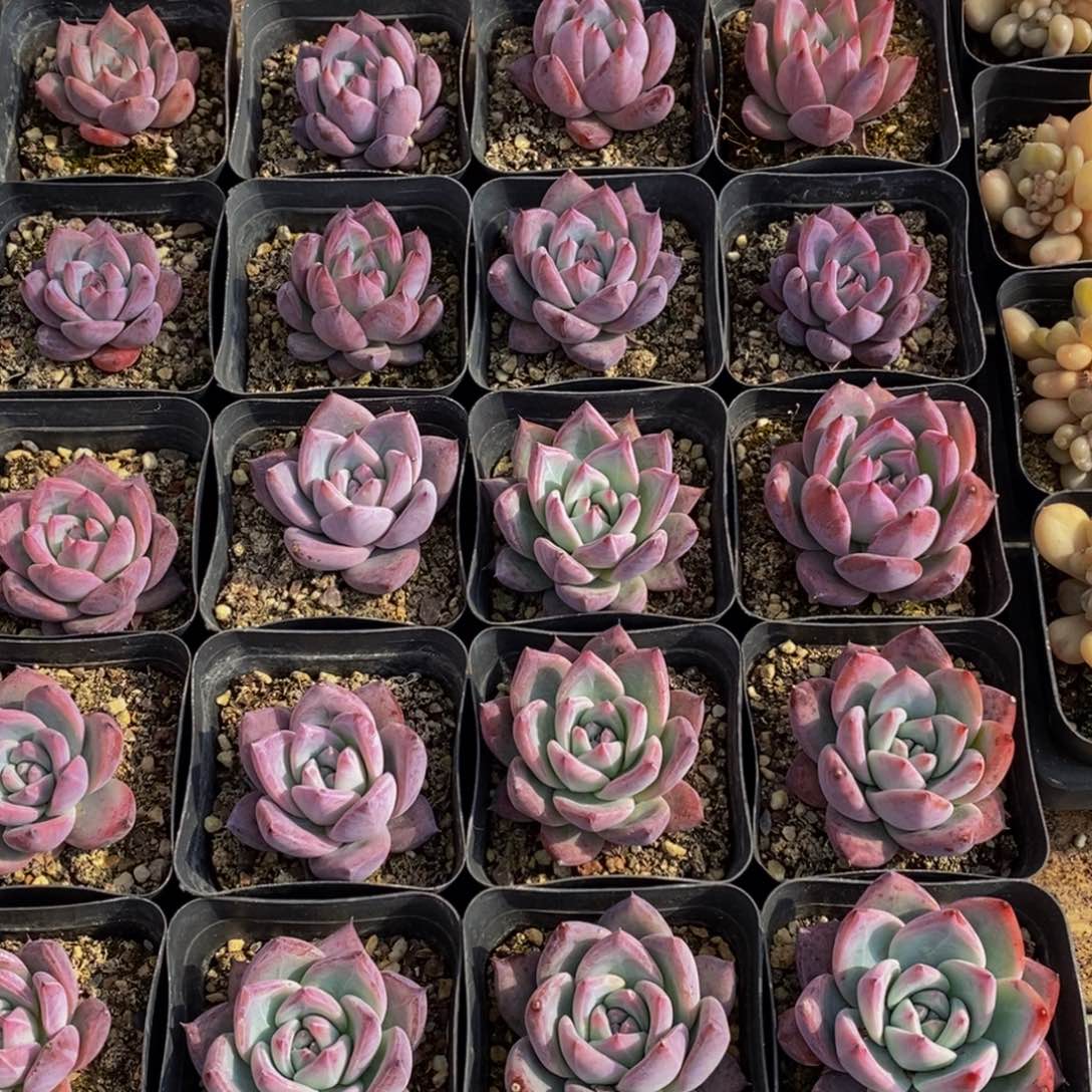 629多肉植物保护研究所