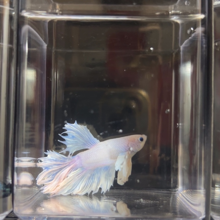 斗鱼187粉白187拍拍