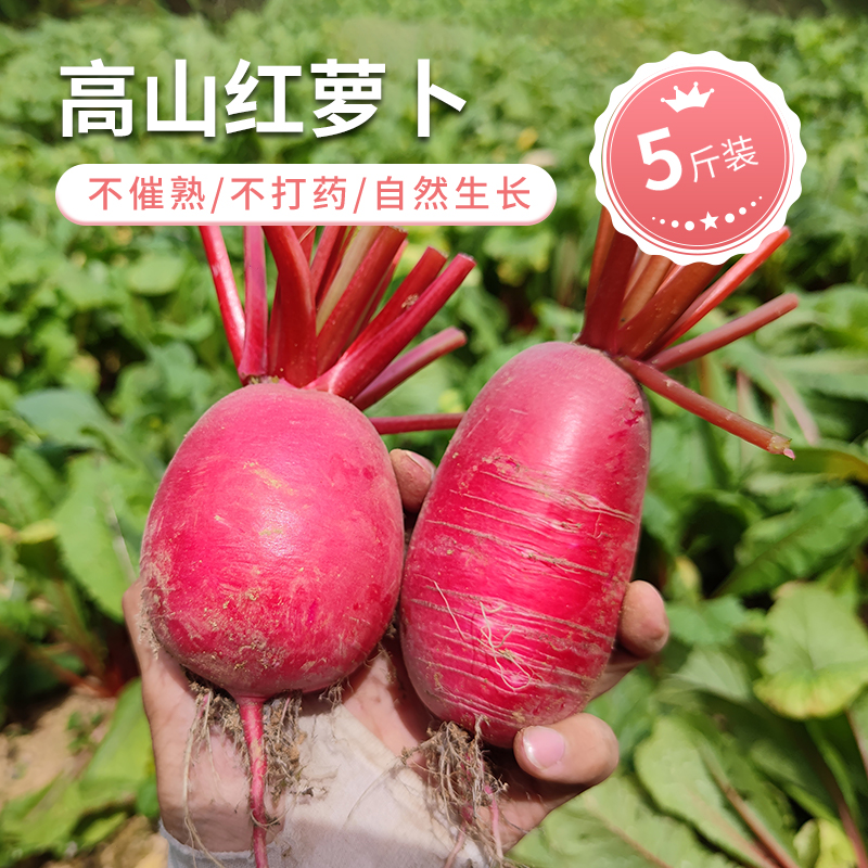 恩施高山露天种植红萝卜红皮白心脆甜可口海拔1800米基地直发