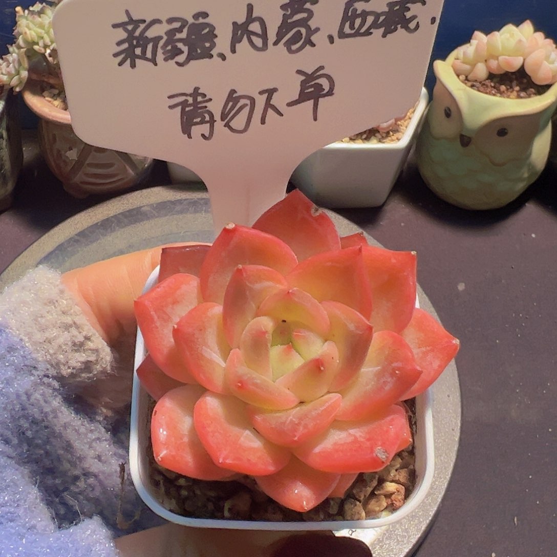 珍妮，带盆发货，……