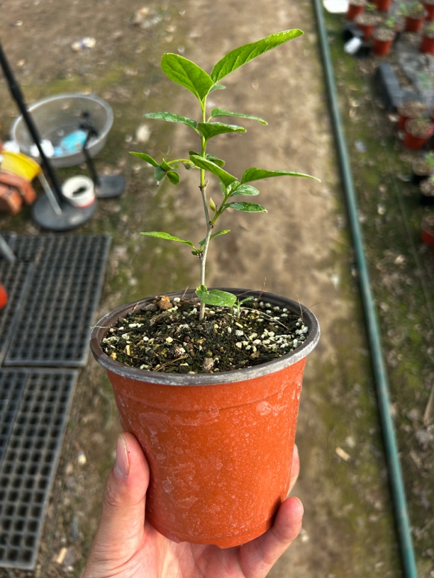 老鸦柿各类经典品种扦插苗2