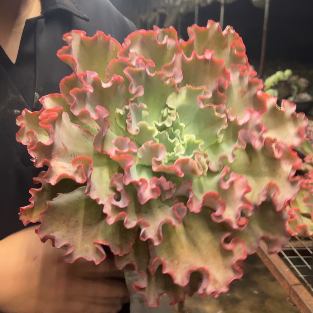 高沙之翁大单头包菜