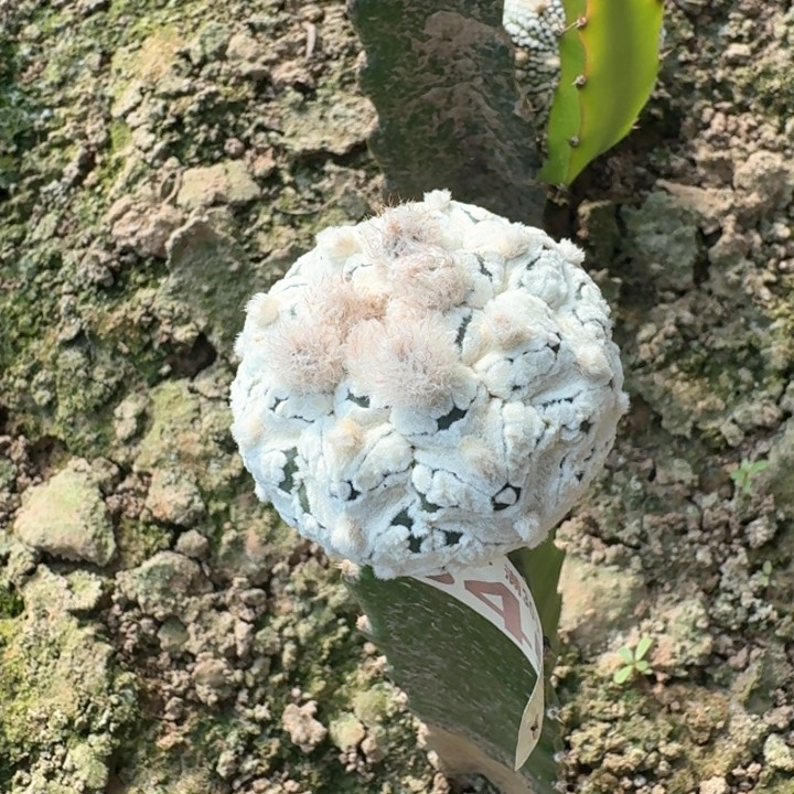 345v兜仙人球植物植物