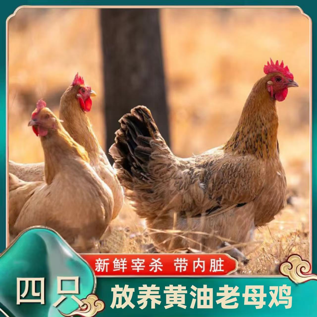  【媛媛1】买3送1 放养3年黄油老母鸡 4只净重共10-11斤 带内脏 