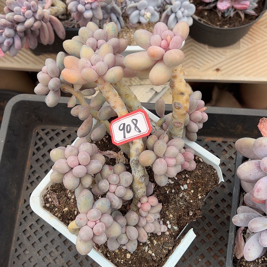 908号汤圆，一物一拍