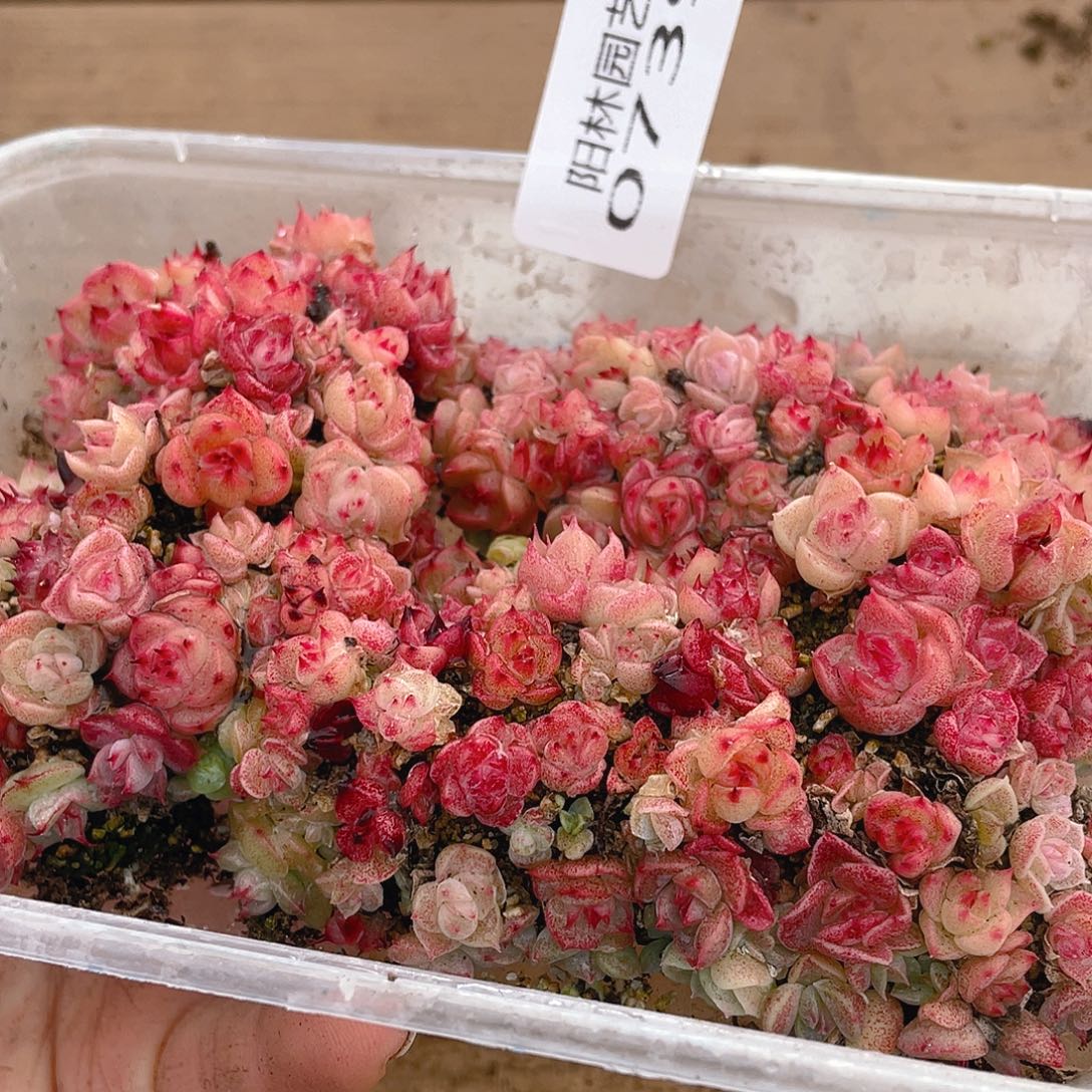 多肉植物多肉植物739