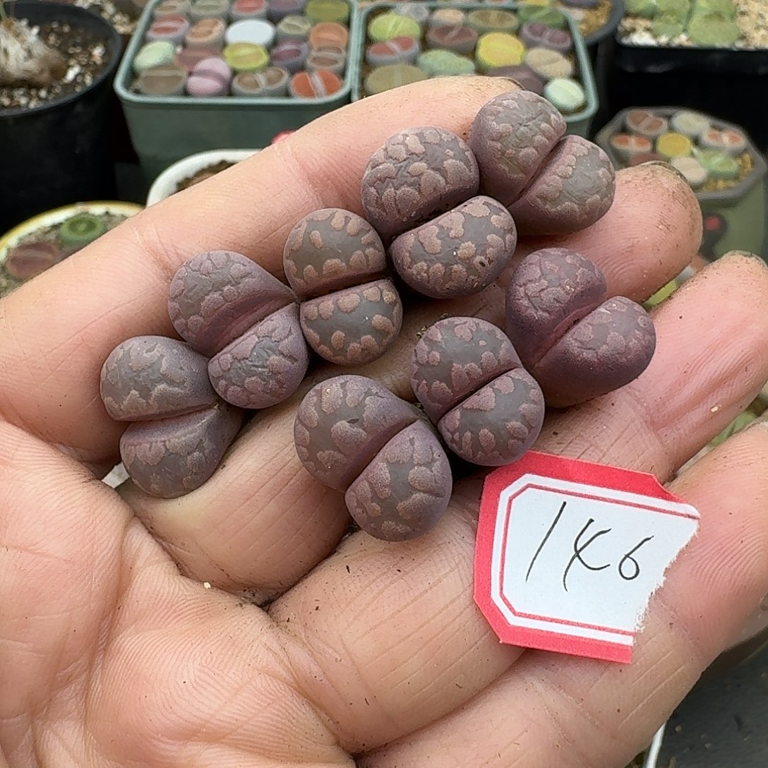 啥***啊146多肉哈哈哈哈哈哈哈哈