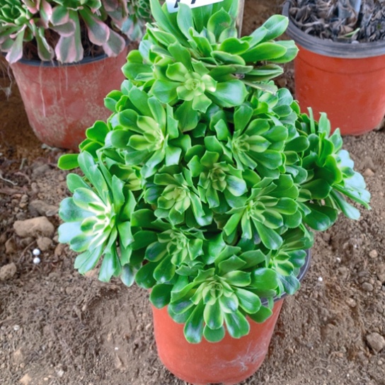 无花朵991多肉植物细腻呀