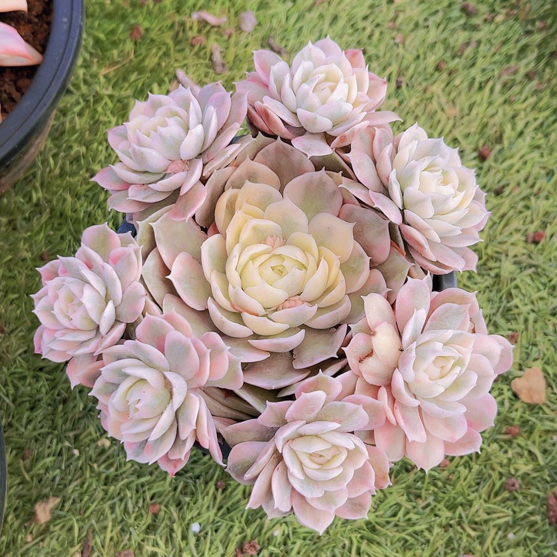 昂斯诺锦15公分9999999999