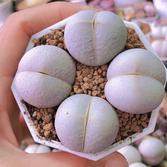 无花朵0537，2.6-2.8厘米如图