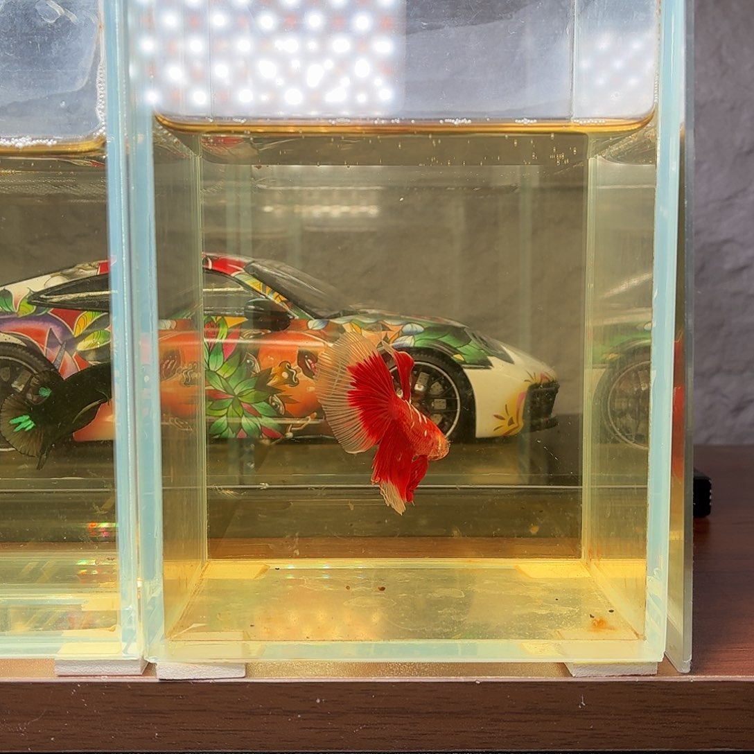 斗鱼彩金半月公鱼