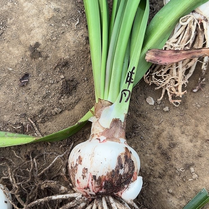 无花朵往事如烟包对版