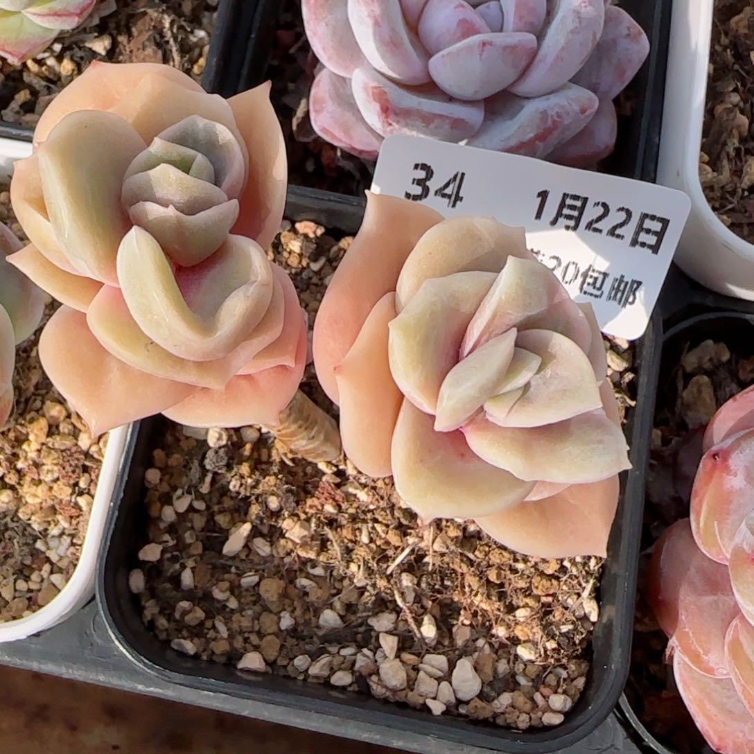 花语逸境0122-34可爱玫瑰