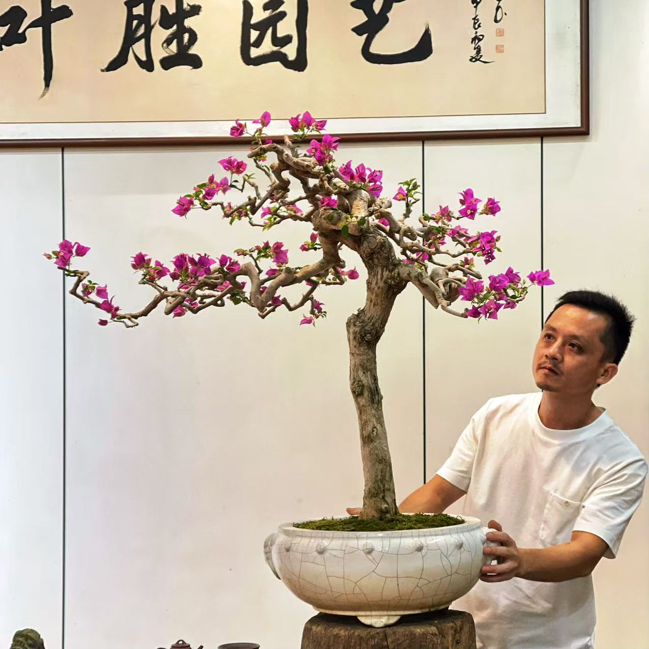 【叶胜园艺】精品小叶紫老桩三角梅盆景