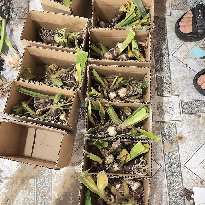 当前无花栽培后可以开花花孔雀一箱小球