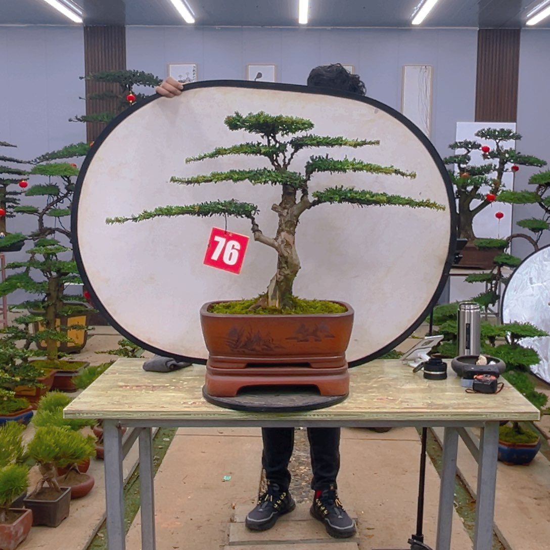 盆景红芽菊花珍珠罗汉松