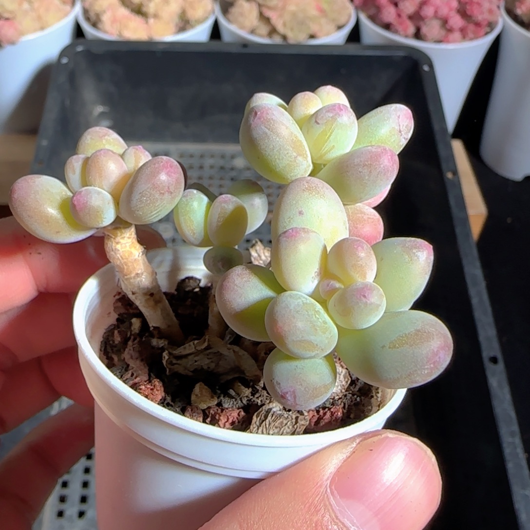 多肉1225-140苹果美人小老桩