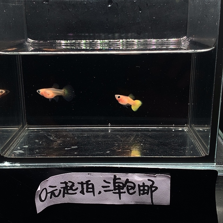 孔雀鱼黄金玻璃猫一对