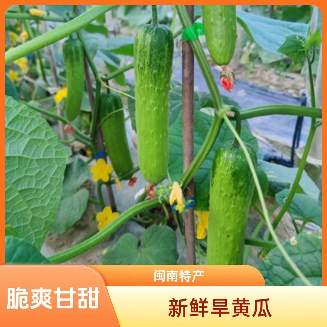 【顺丰次日达】旱黄瓜 新鲜黄瓜 口感清脆 福建漳州原产地 现采现发