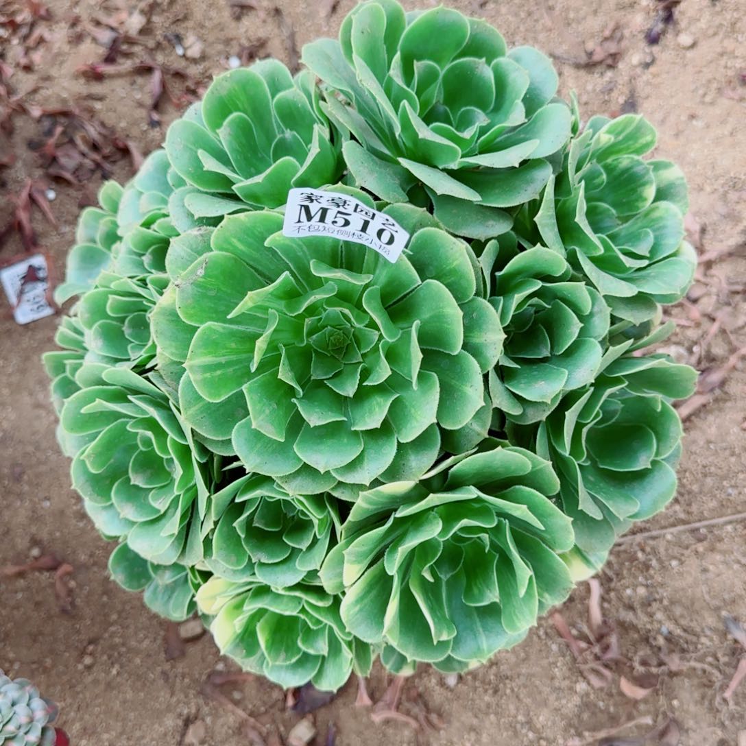 翡翠琉璃法师510冠幅26