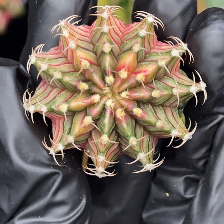 十一棱彩虹肋骨 一物一拍