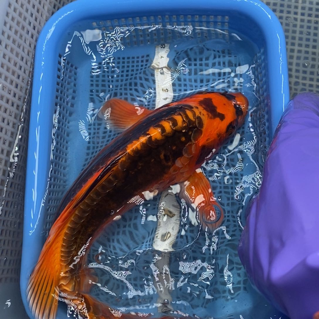 锦鲤冷水锦鲤包邮