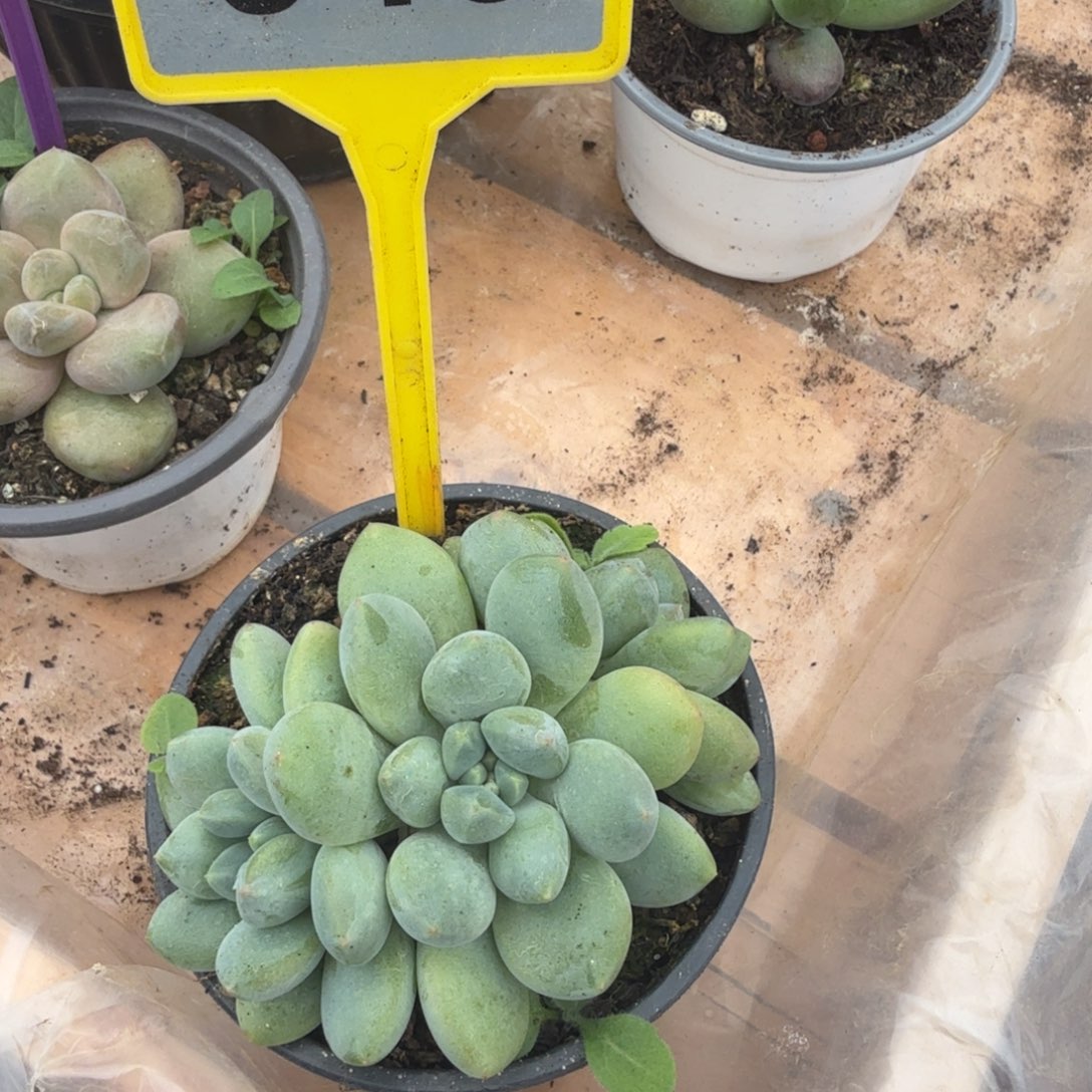 不***二多肉植物漂亮多肉946