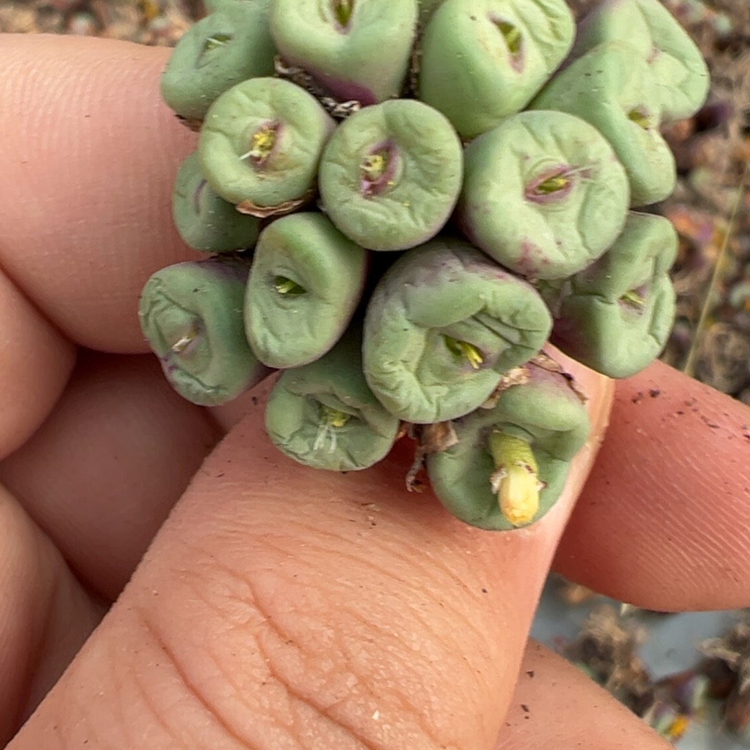 幽***然9-154肉锥多肉植物