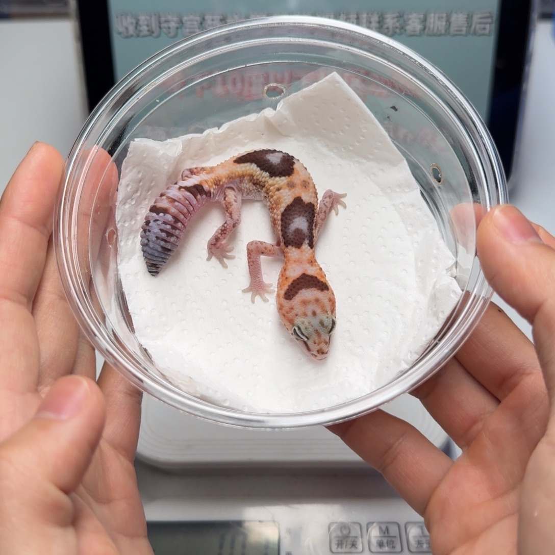 肥尾守宫奶牛祖鲁隐奥利啊幽灵妹妹盾尾