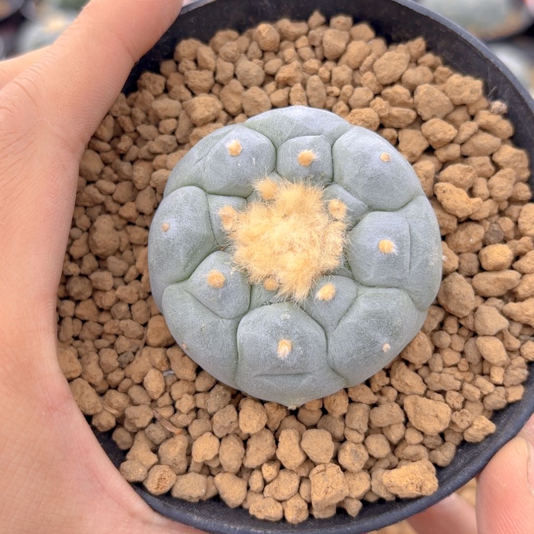 G g g g g g g g 637