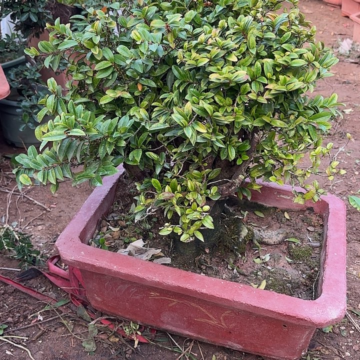 *****无花朵哈哈哈哈哈