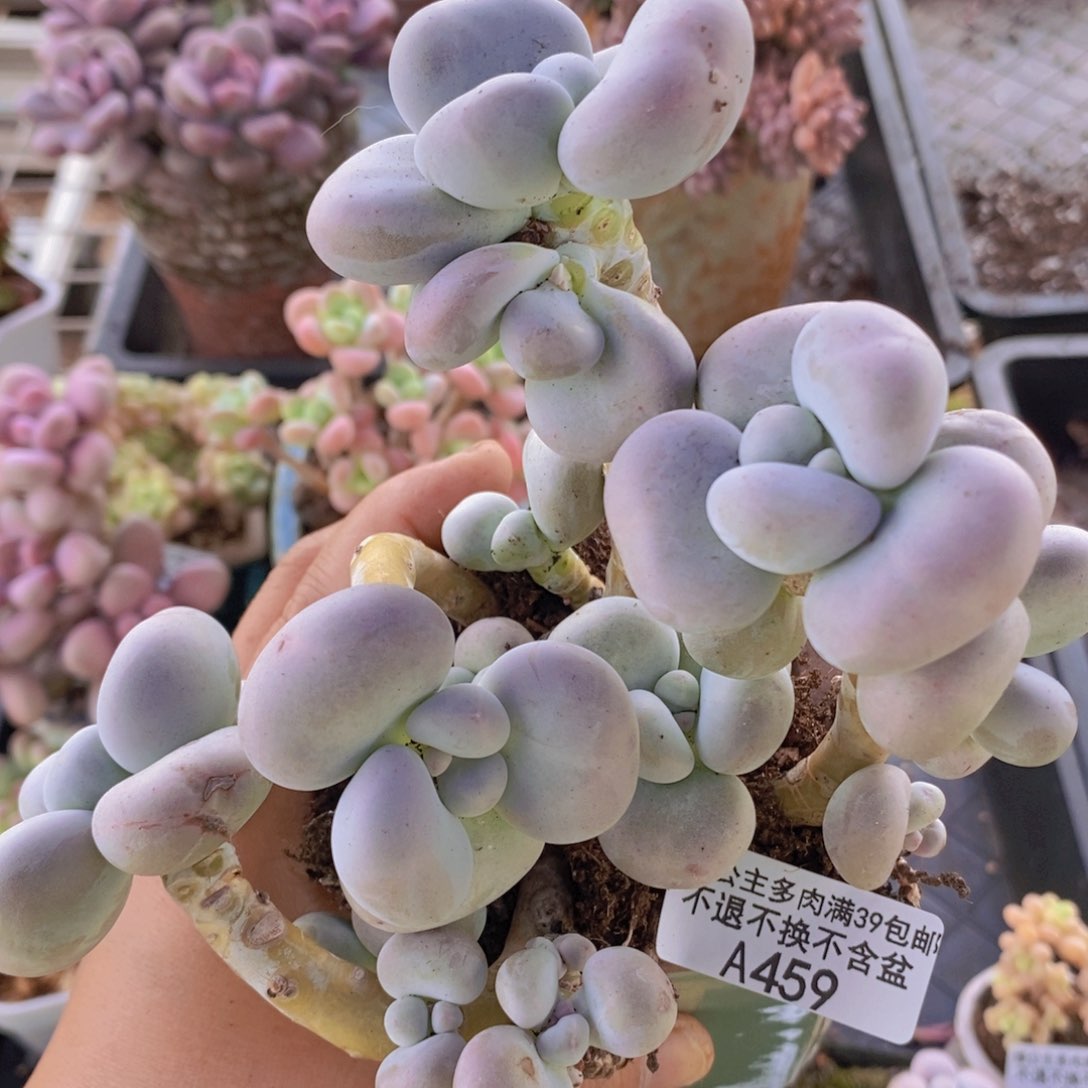 芭比奶洛12cm459多肉植物
