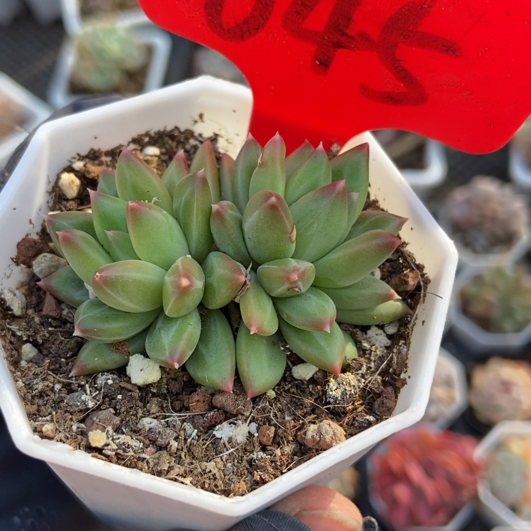 645甲骨文多肉植物保护