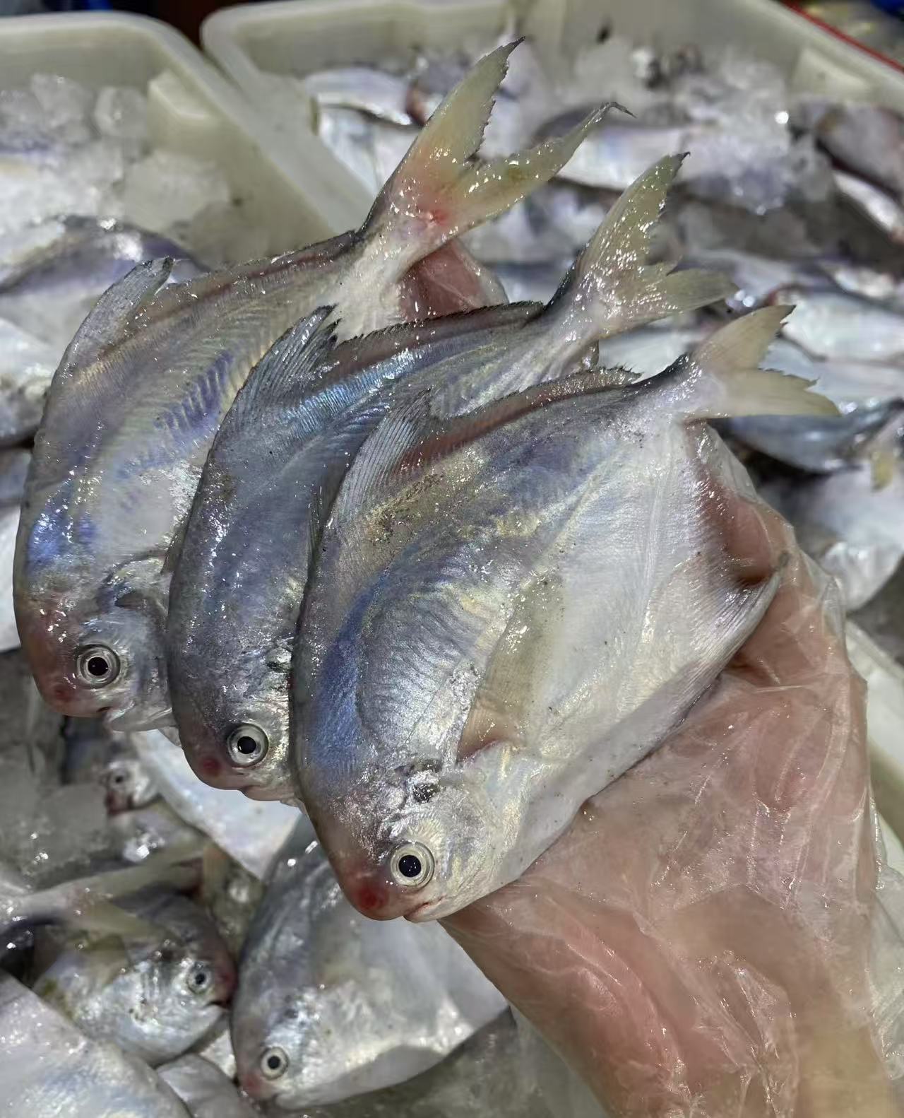 东海全磷拖网银白鲳鱼（石浦小周海鲜）